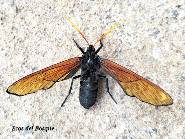 Isanthrene championi