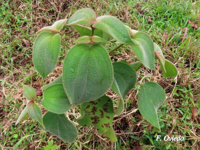 Miconia dependens 