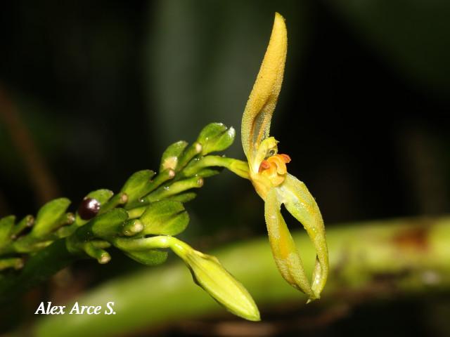 Specklinia spectabilis