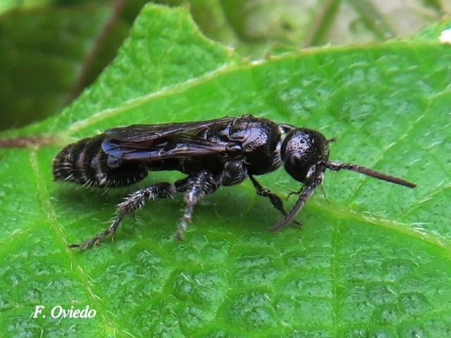 Tiphia sp xident