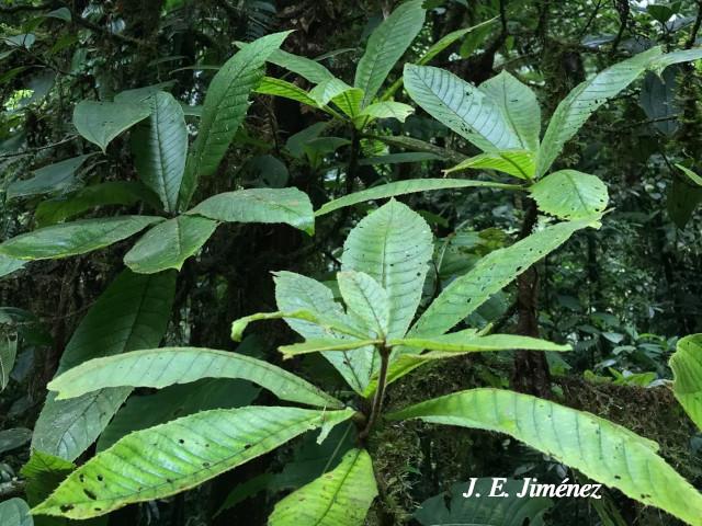 Clethra costaricensis (Nance macho)