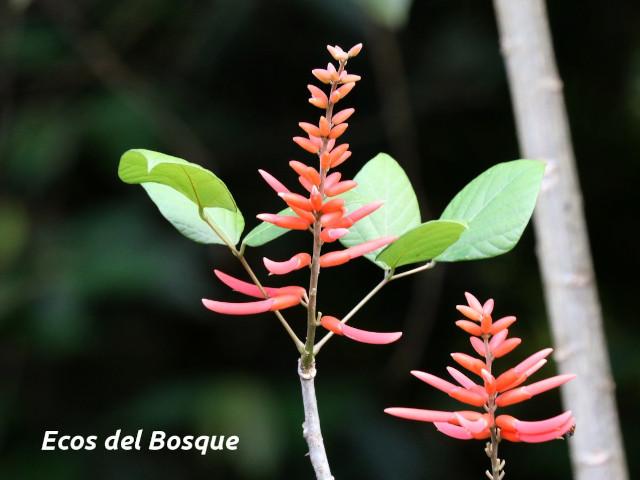 Erythrina berteroana (Poró)