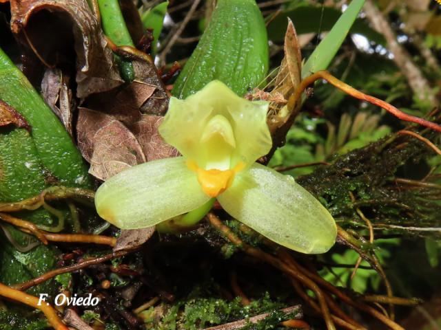 Mormolyca hedwigiae