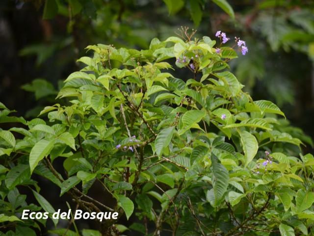 Vitex cooperi (Manú plátano)