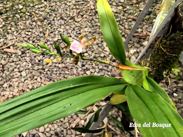 Aspasia epidendroides