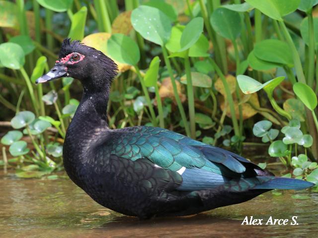 Cairina moschata (Pato real)
