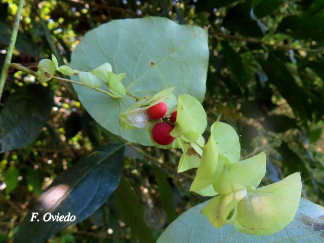 Cissampelos pareira (Venadero)