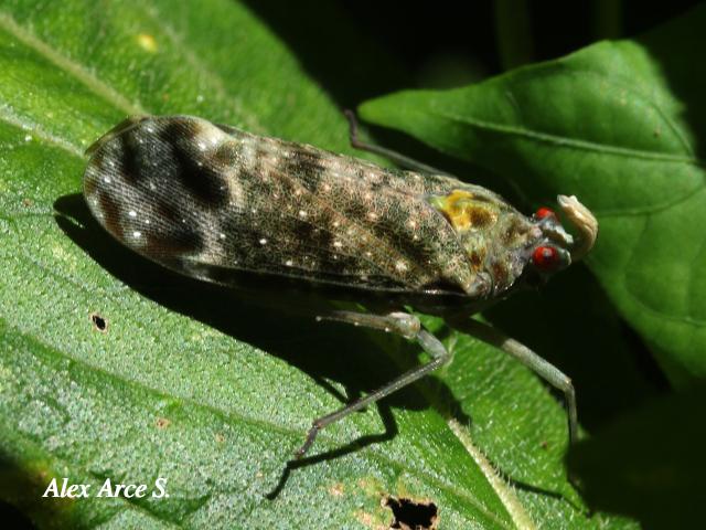 Enchophora sanguinea