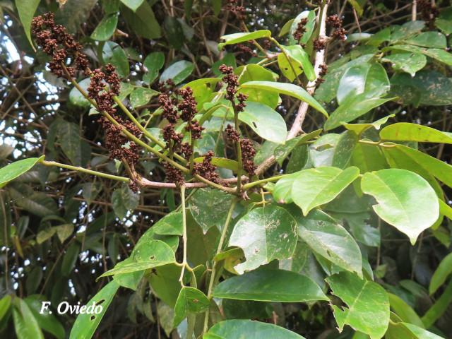 Machaerium floribundum