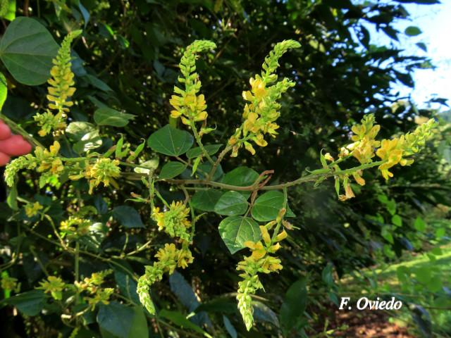 Rhynchosia erythrinoides