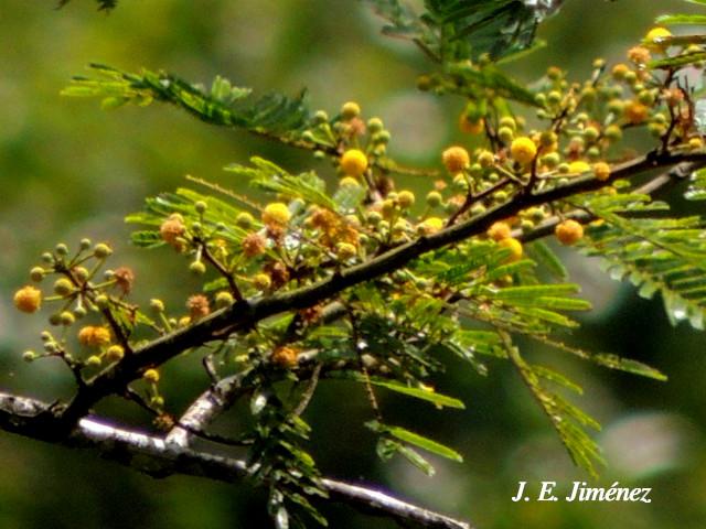 Vachellia ruddiae (Cornizuelo)