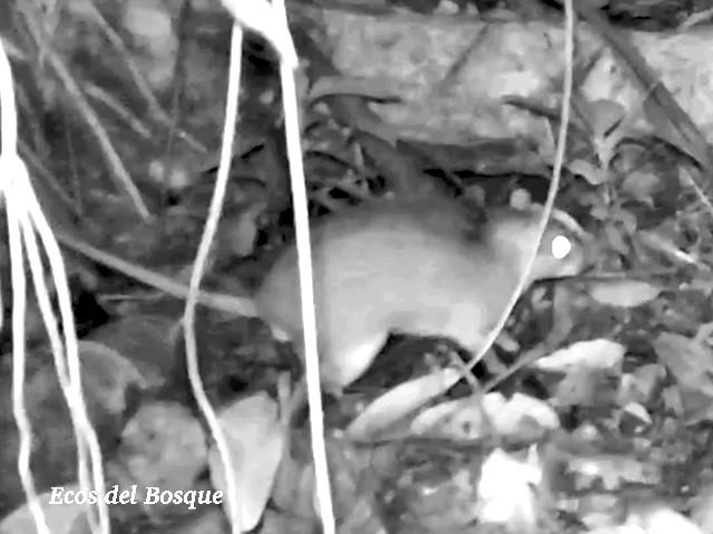 Proechimys semispinosus (Rata espinosa)