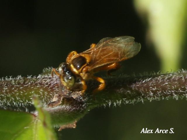 Scaptotrigona pectoralis (Enredapelo)