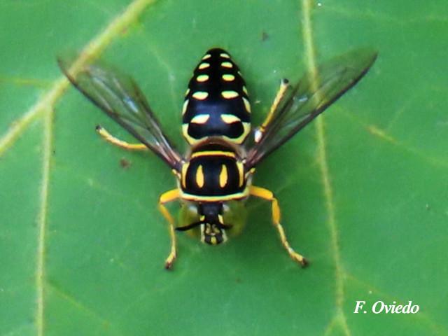 Sticta maculata (Mosca de la arena)