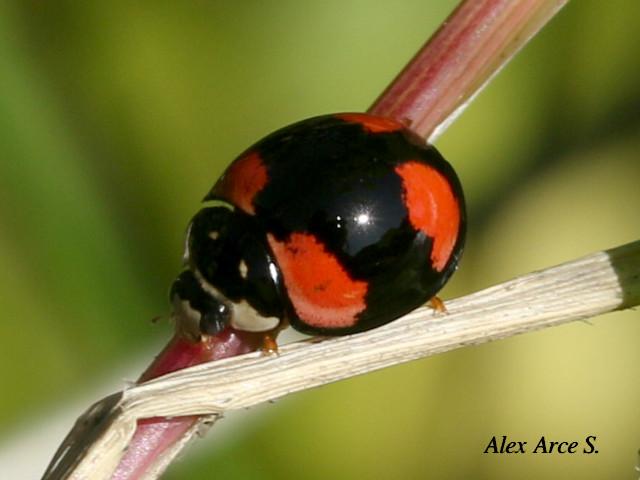 Adalia bipunctata (Mariquita de dos puntos)