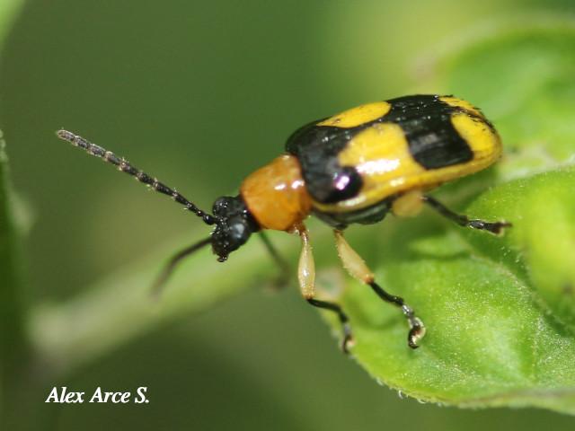 Diabrotica chontalensis