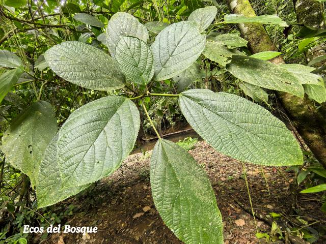 Myriocarpa longipes (Lija, guarumo macho)