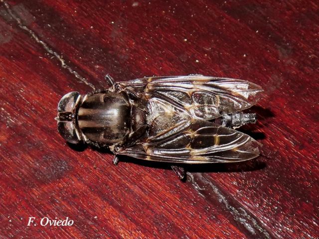 Pantophthalmus bellardi (Mosca de la madera)