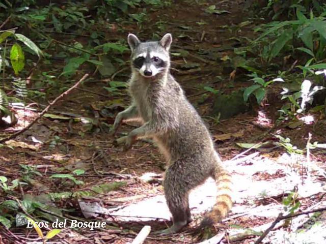 Procyon lotor (Mapache)