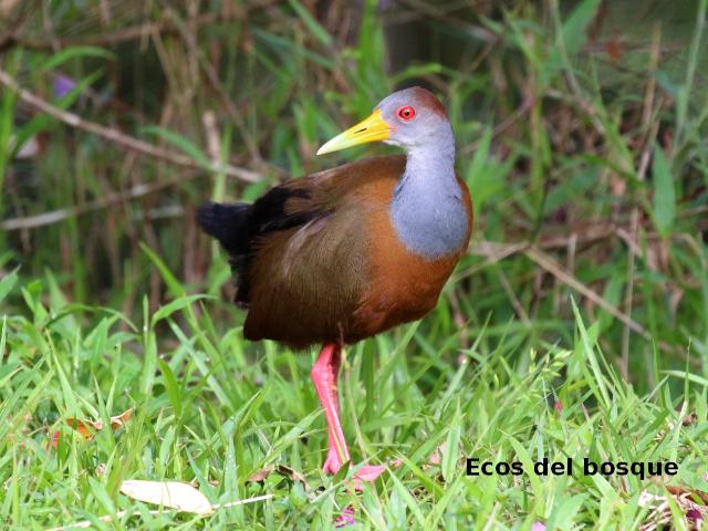 Aranides cajaneus (chirincoca)