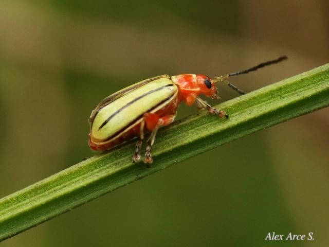 Disonycha quinquelineata