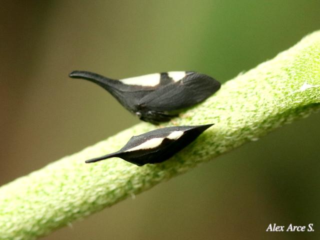 Enchophyllum sp