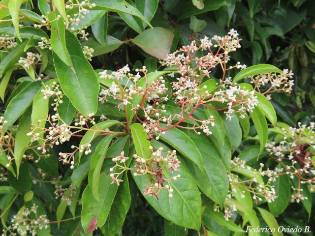 Nectandra umbrosa