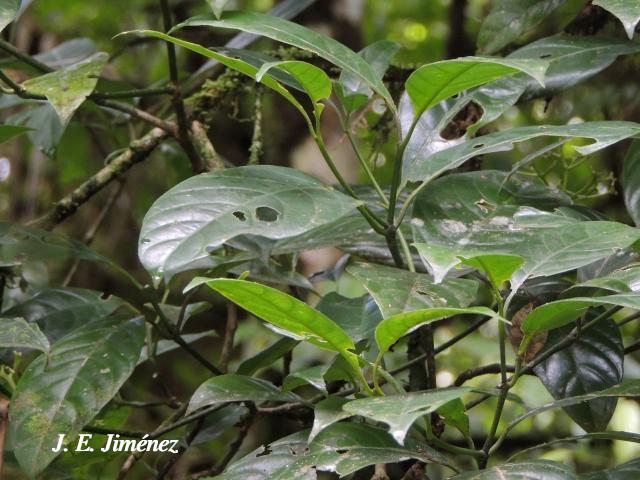 Palicourea psychotrioides