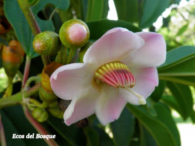 Topobea maurofernandeziana