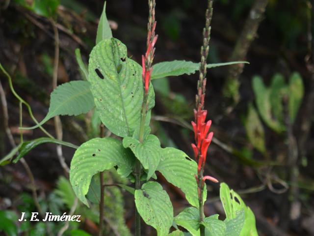 Stenostephanus wilburii (Pavón rojo)