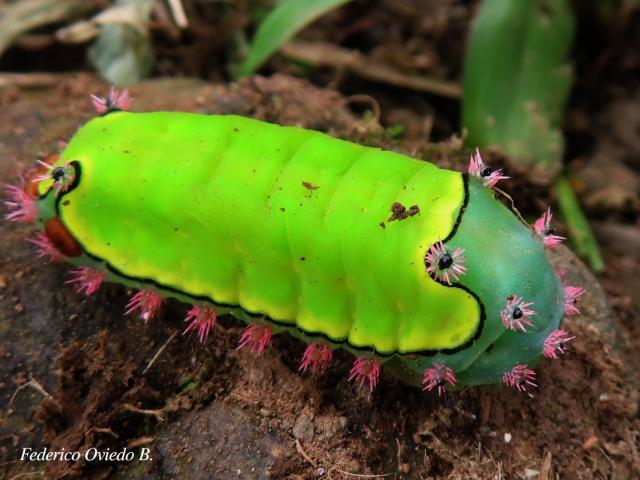 Acharia horrida