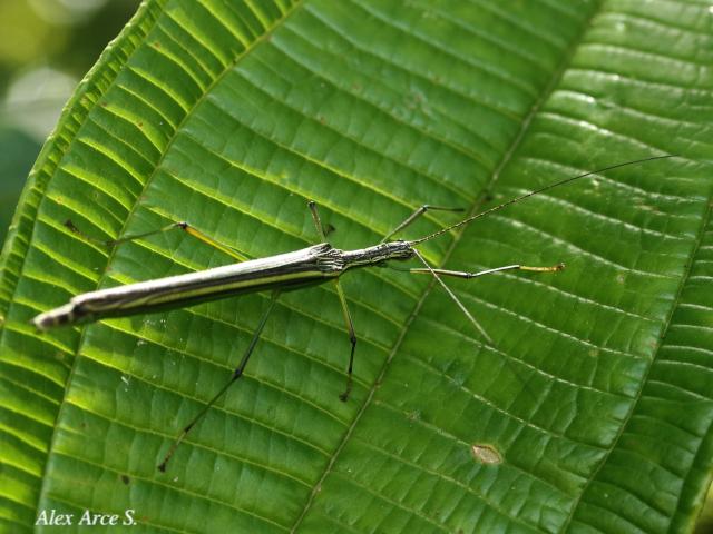 Brizoides soror