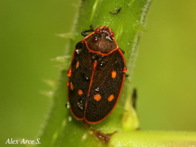 Iphirhina perfecta