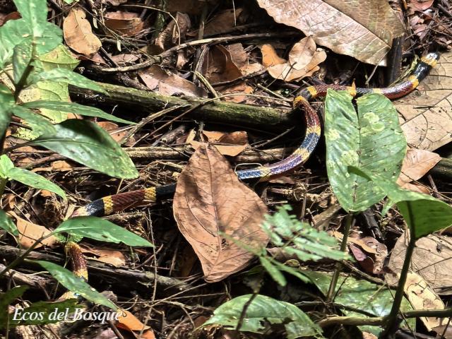 Micrurus mosquitensis (Coral costarricense)