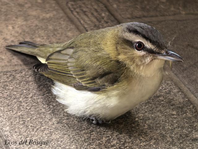 Vireo olivaceus
