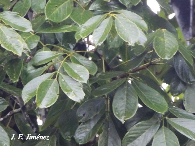 Lonchocarpus heptaphyllus (Chaperno blanco)
