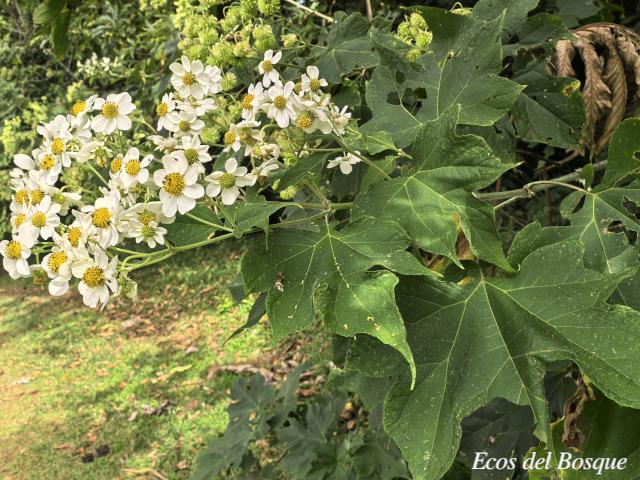 Montanoa hibiscifolia (Tubú, Tora blanca)