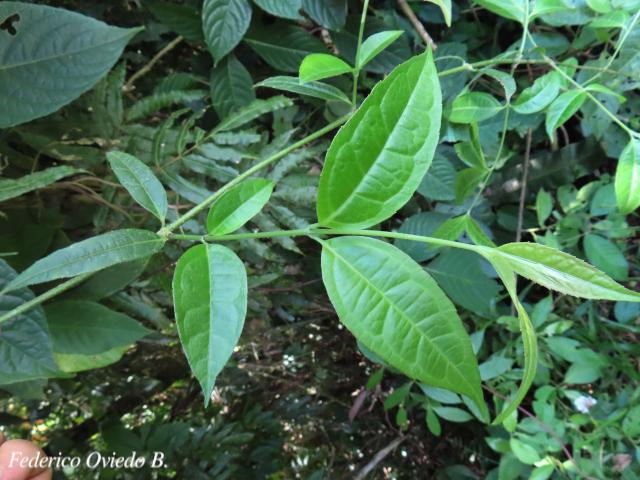 Otopappus verbesinoides