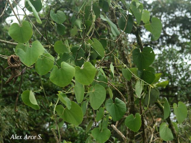 Aristolochia ringens