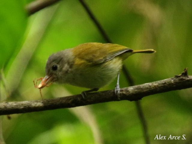 Pachysylvia decurtata (Verdillo Menudo)