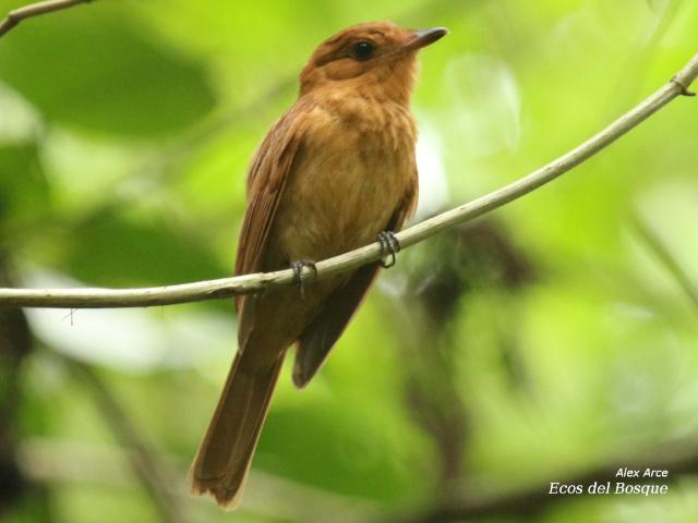 Rhytipterna holerythra (Plañidera rojiza)