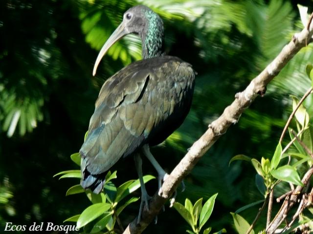 Mesembrinibis cayennensis