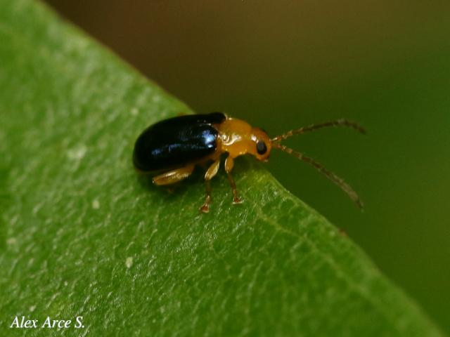 Aulacophora nigripennis