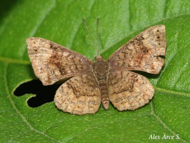 Calephelis argyrodines