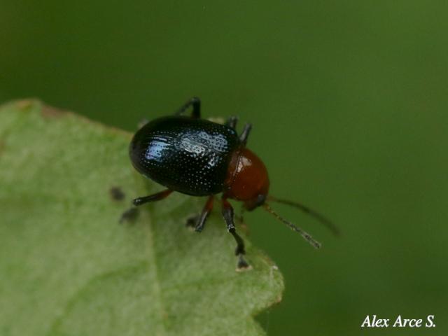 Chalcophana godmani