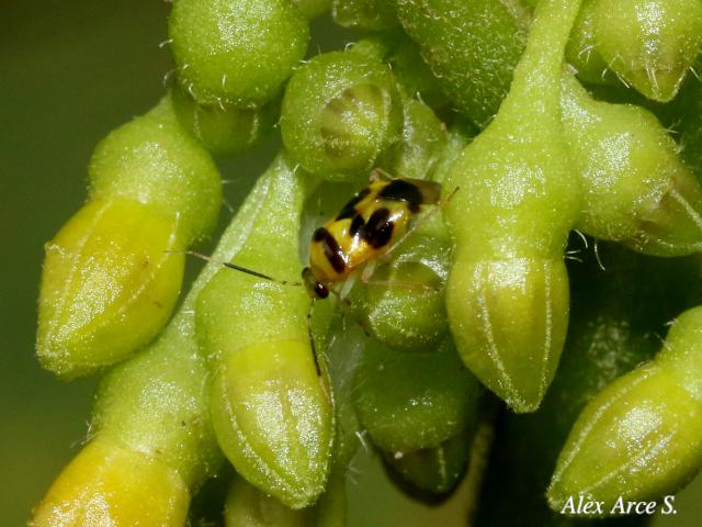 Horciasoides centrales