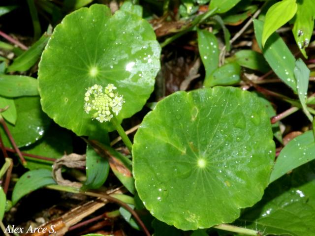 Hydrocotyle umbellata