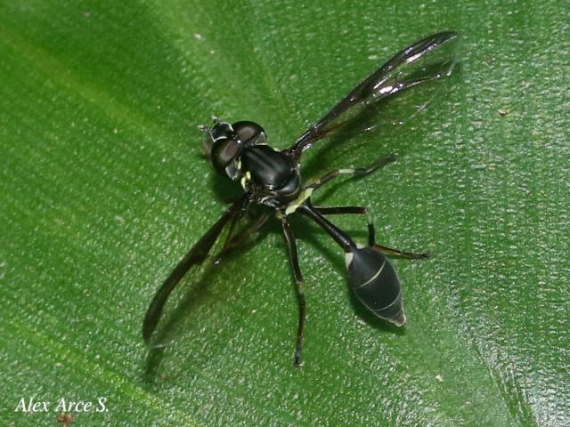 Salpingogaster nigra