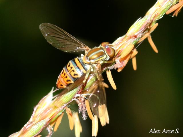 Toxomerus pulchellus