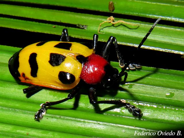 Alurnus ornatus